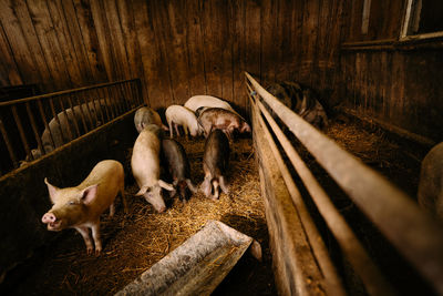 Domestic pigs in barn