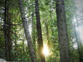 Sun shining through trees