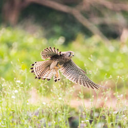 Bird flying in a field