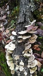 High angle view of mushrooms growing on tree trunk