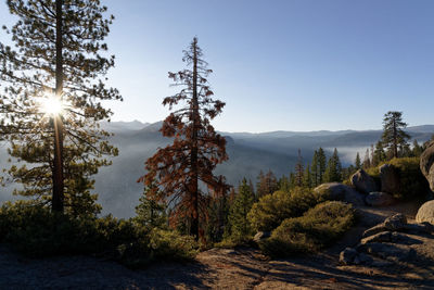 Pine trees in forest against sky