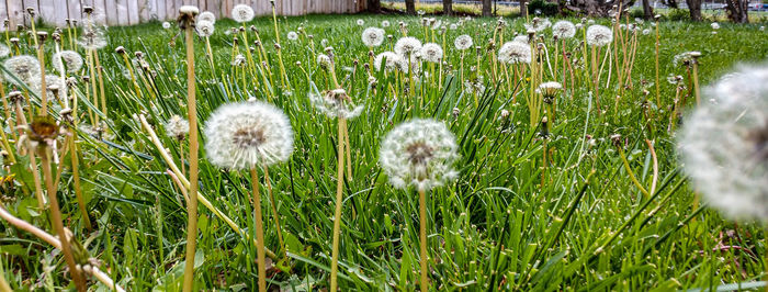 Close-up of dandelion on field