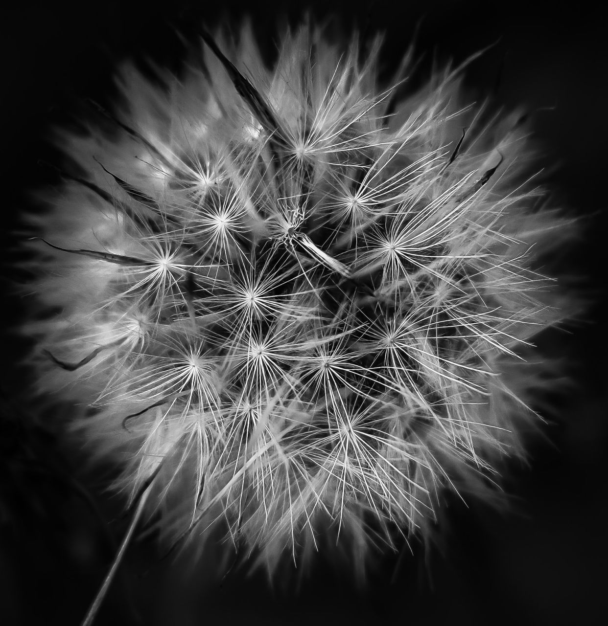 flower, flowering plant, fragility, vulnerability, dandelion, plant, beauty in nature, freshness, close-up, inflorescence, flower head, growth, softness, no people, nature, focus on foreground, day, dandelion seed, selective focus, focus