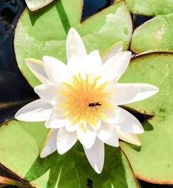 Close-up of white lotus water lily blooming outdoors
