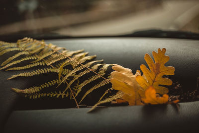 Close-up of autumn leaves on table