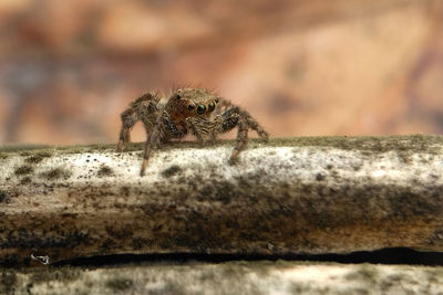 Close-up of spider