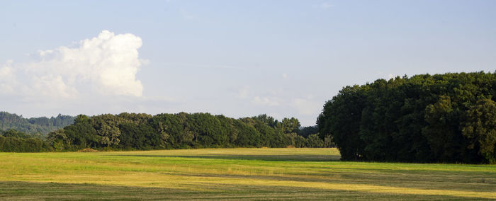 Trees on grassy field