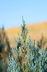 Close-up of plant on snow covered field against sky