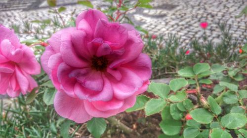 Close-up of pink flowers