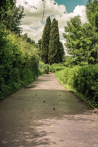 Empty road amidst trees in forest against sky