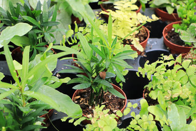 High angle view of potted plants on field