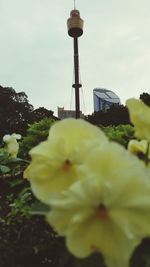 View of plants against the sky