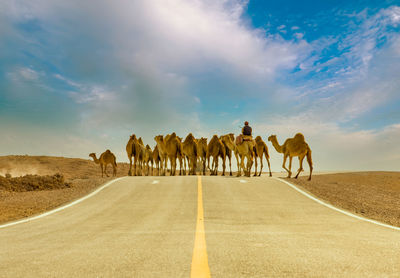 View of horses on road against sky