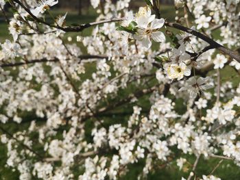 Close-up of white cherry blossoms in spring