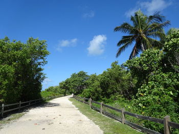 Footpath amidst palm trees against sky