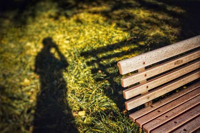 Shadow of plants on grass