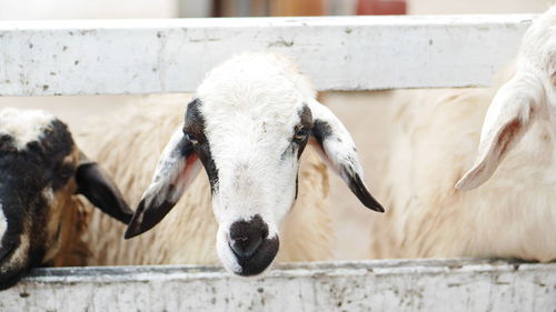 Close-up of cow