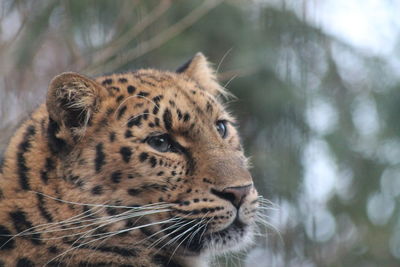 Close-up of a leopard looking away