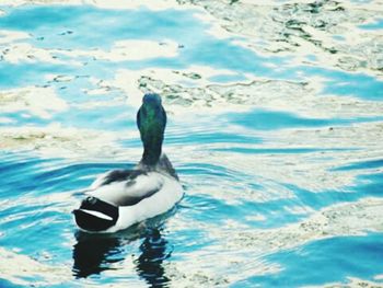 Duck swimming in a lake