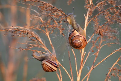 Close-up of snail on plant