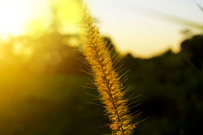 Close-up of wheat growing on field against sky