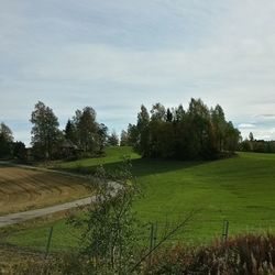 Scenic view of agricultural field against sky