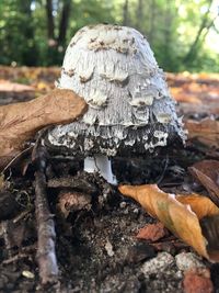 Close-up of mushroom growing on field