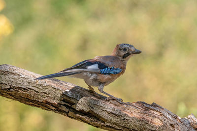 Close-up of bird perching on branch