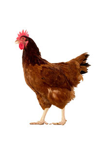 Close-up of hen on white background
