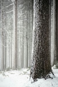 Trees on snow covered landscape