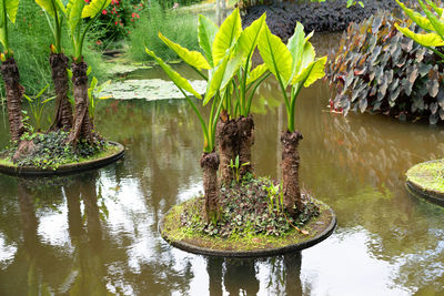 Plants growing by lake