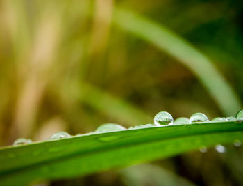 Close-up of raindrops on grass