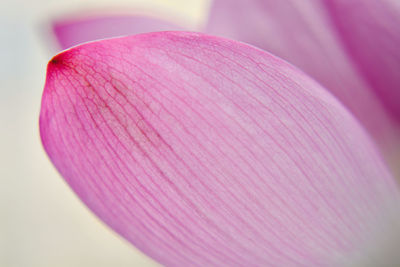 Close-up of pink flower petal