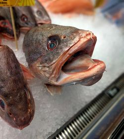 Funny faced talking fish at market