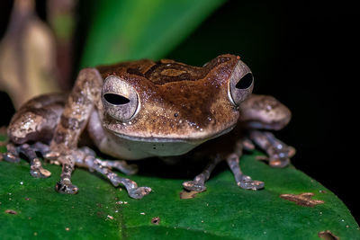 Close-up of frog on leaf