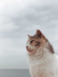 Close-up of cat on sea against sky