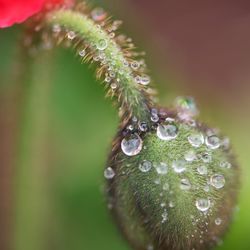 Close-up of wet plant