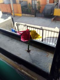 Close-up of rose flower