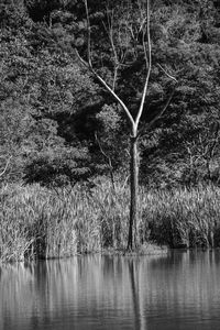 Scenic view of lake in forest