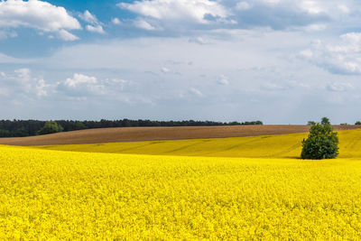 Scenic view of oilseed rape field against sky