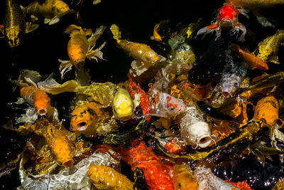 Close-up of fish swimming in sea