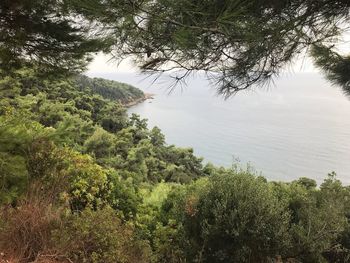 High angle view of trees growing in forest