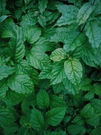 Full frame shot of green leaves