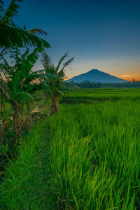 Scenic view of palm trees on field against sky