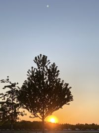 Low angle view of silhouette trees against sky during sunset