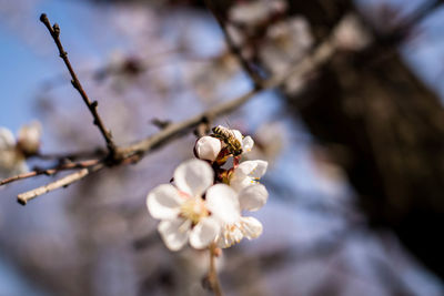 Close-up of cherry blossoms on tree