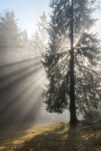 tree