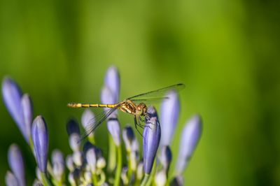 Close-up of insect on flower