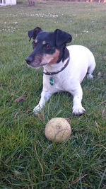 Dog on grass