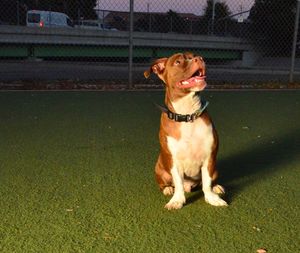 Portrait of a dog